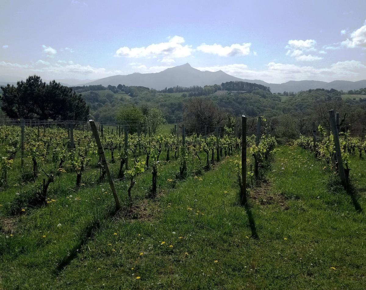 Vignoble Egiategia sur la Corniche basque