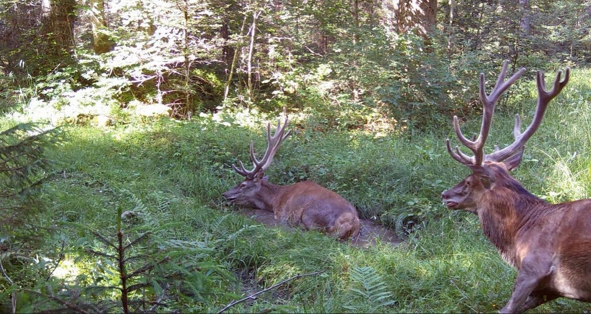 Cerfs élaphes dans les forêts de Neuchâtel