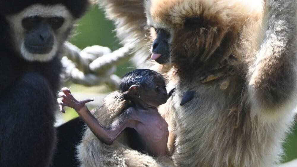 Bébé gibbon tenu par sa mère au zoo de Spay