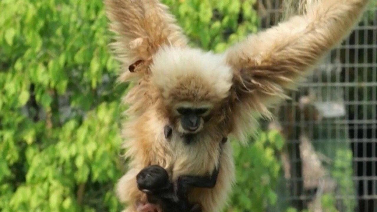 Bébé gibbon à mains blanches au zoo de Spay