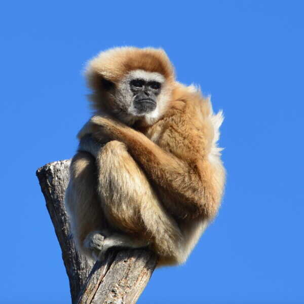 Gibbon à mains blanches au zoo de Spay en Sarthe