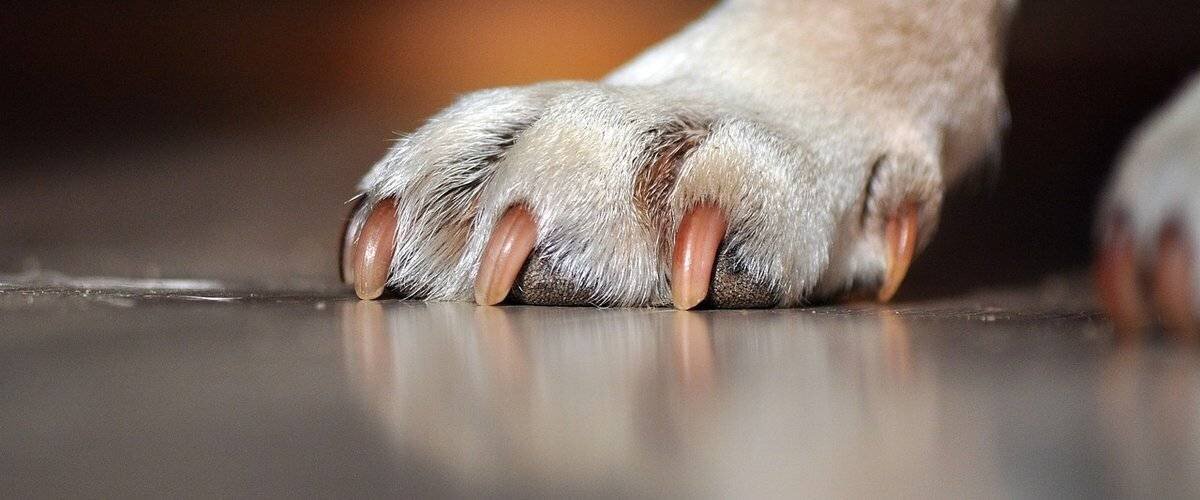 Témoins et enquête dans le village