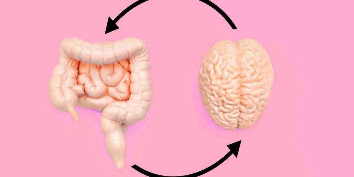 Intestin et cerveau: connexion neuronale et système nerveux entérique