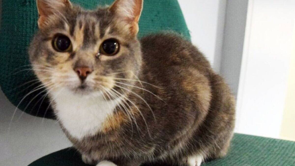 Chat Police au commissariat de Beauvais