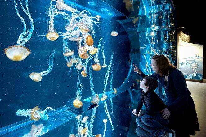Aquarium de méduses à Nausicaa, Boulogne-sur-Mer