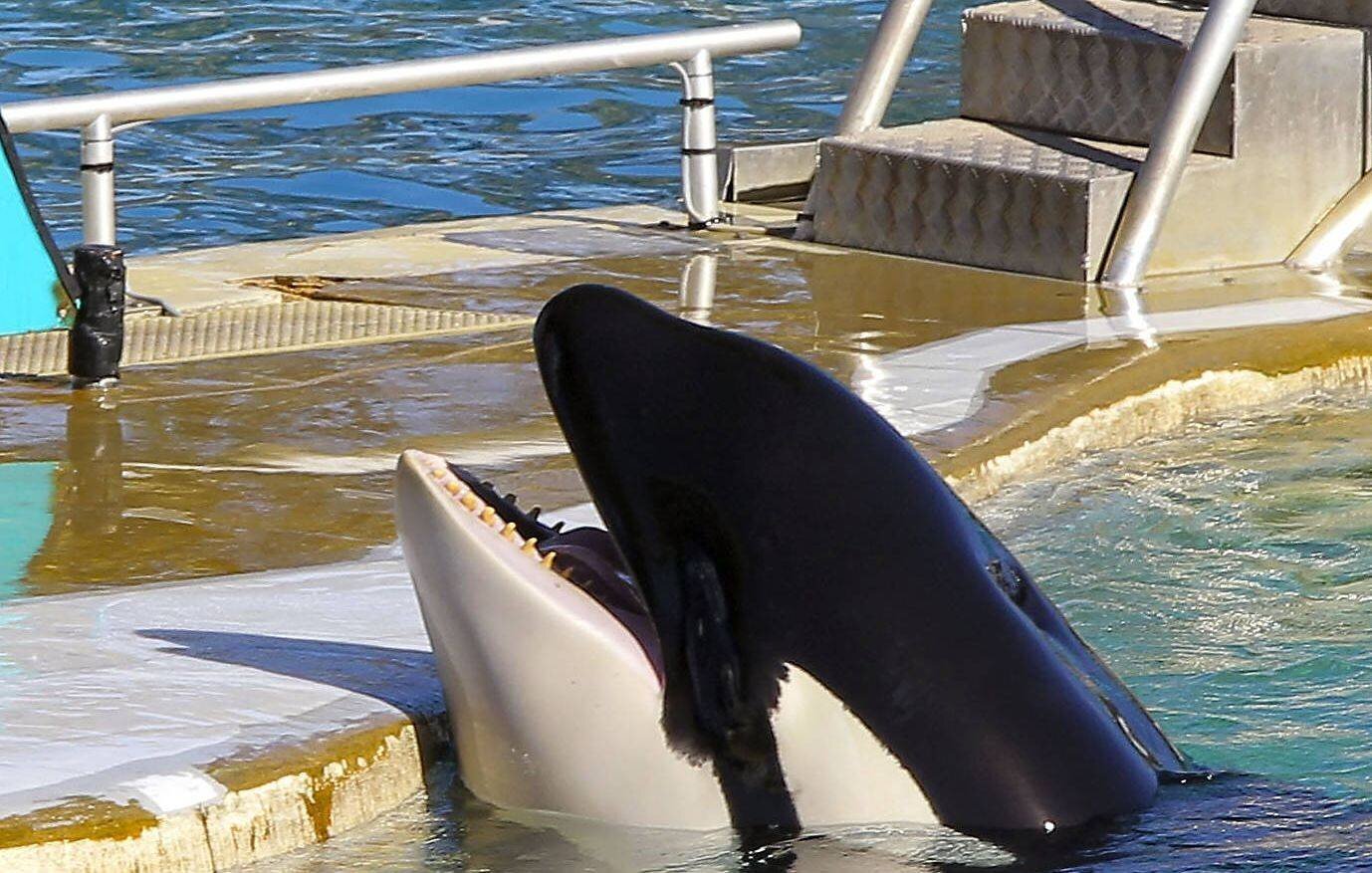 Vidéo drone montrant des soigneurs et l’orque Keijo