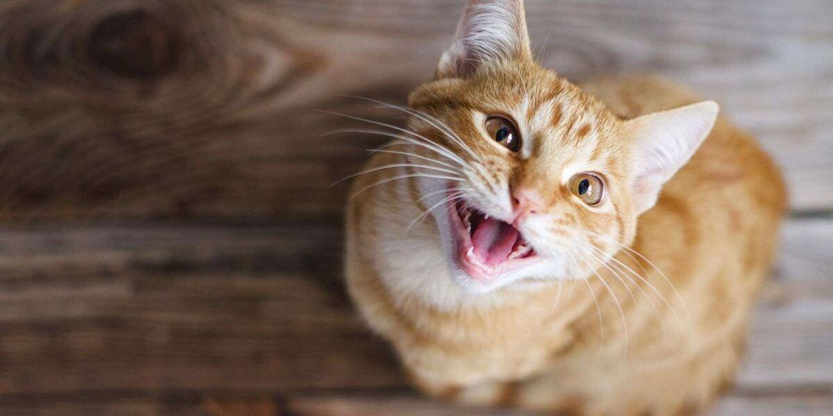 Chats âgés observés dans l’étude de démence féline