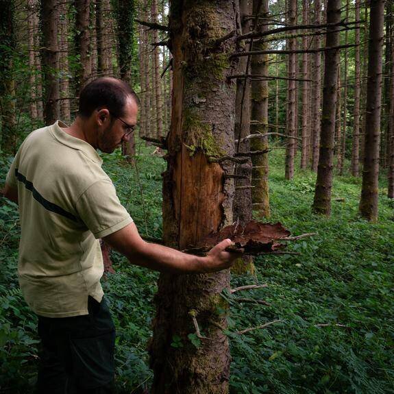 Épicéa attaqué par le scolyte, Chartreuse