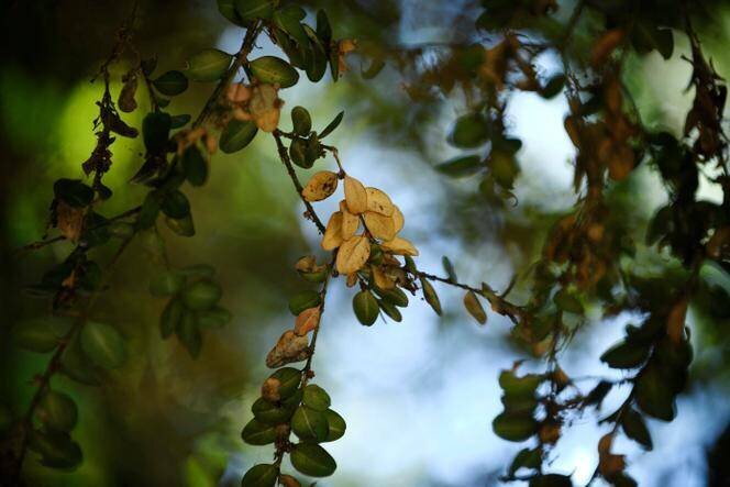 arbres desséchés au parc de Saint-Cloud