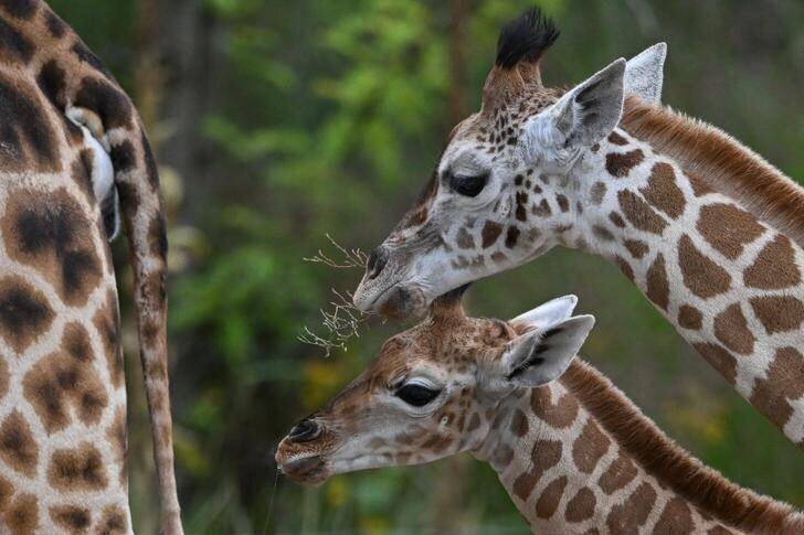 Girafe au zoo de Berlin en illustration