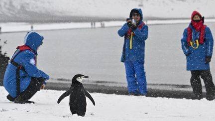 Touristes photographiant un manchot en Antarctique