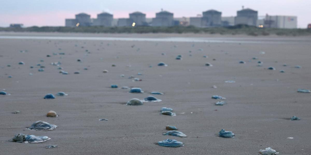 Méduses autour de Gravelines en août 2025