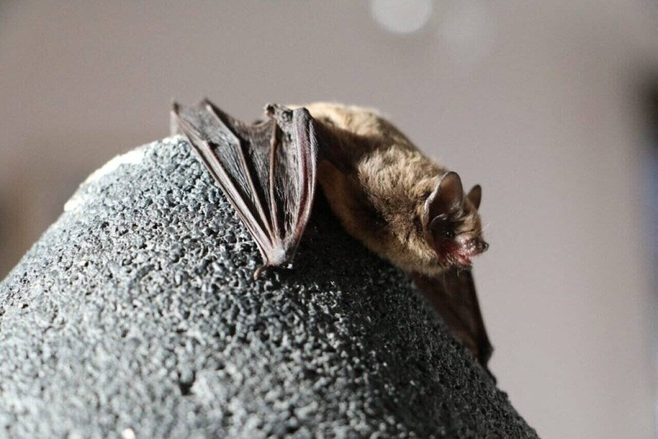 Bat boxes et observation des chauves-souris en Normandie