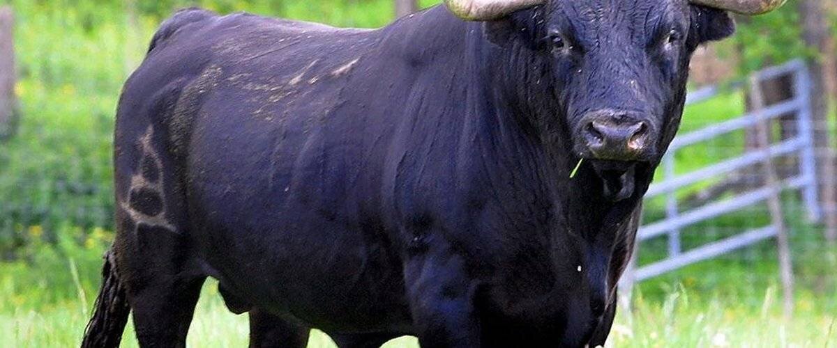 Taureau enclos après l'incident, blessure grave