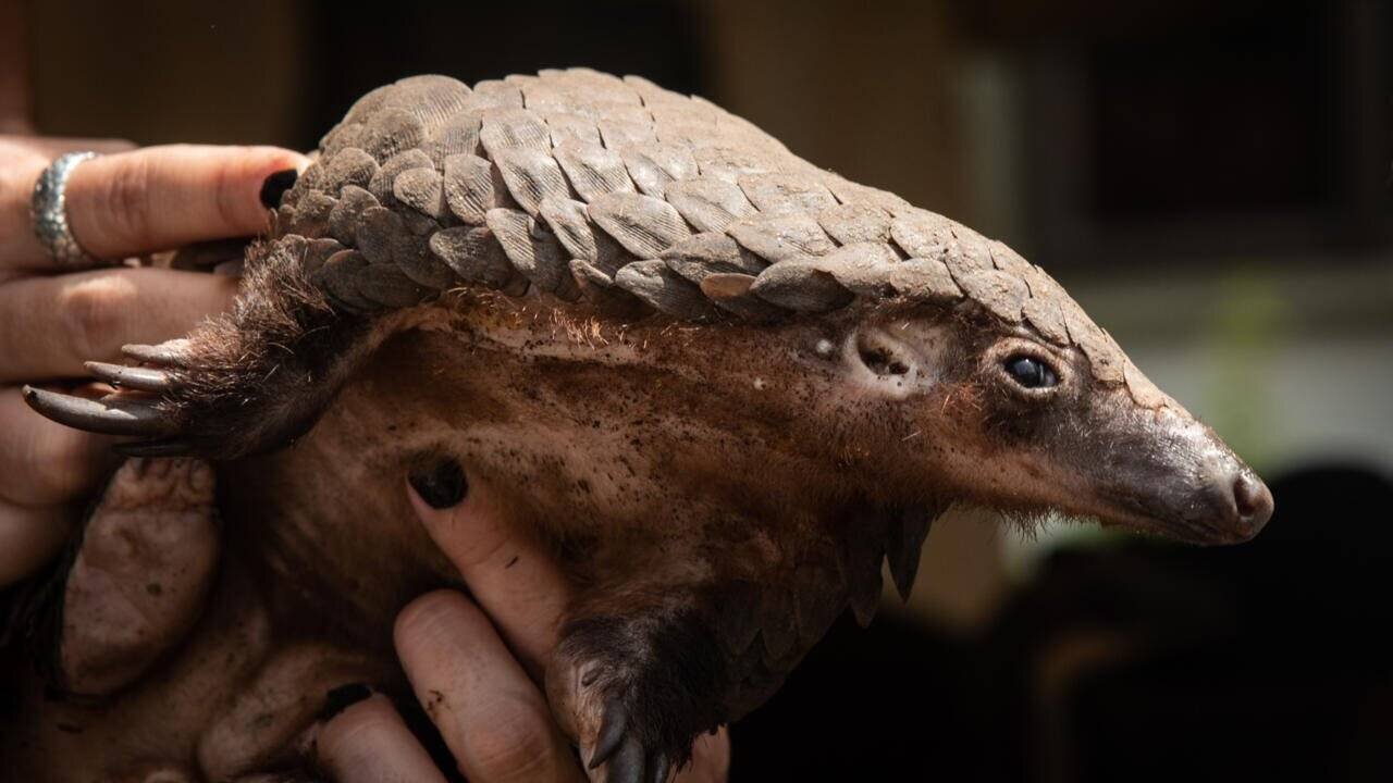 Pangolin à ventre blanc, UWA Kampala 2020