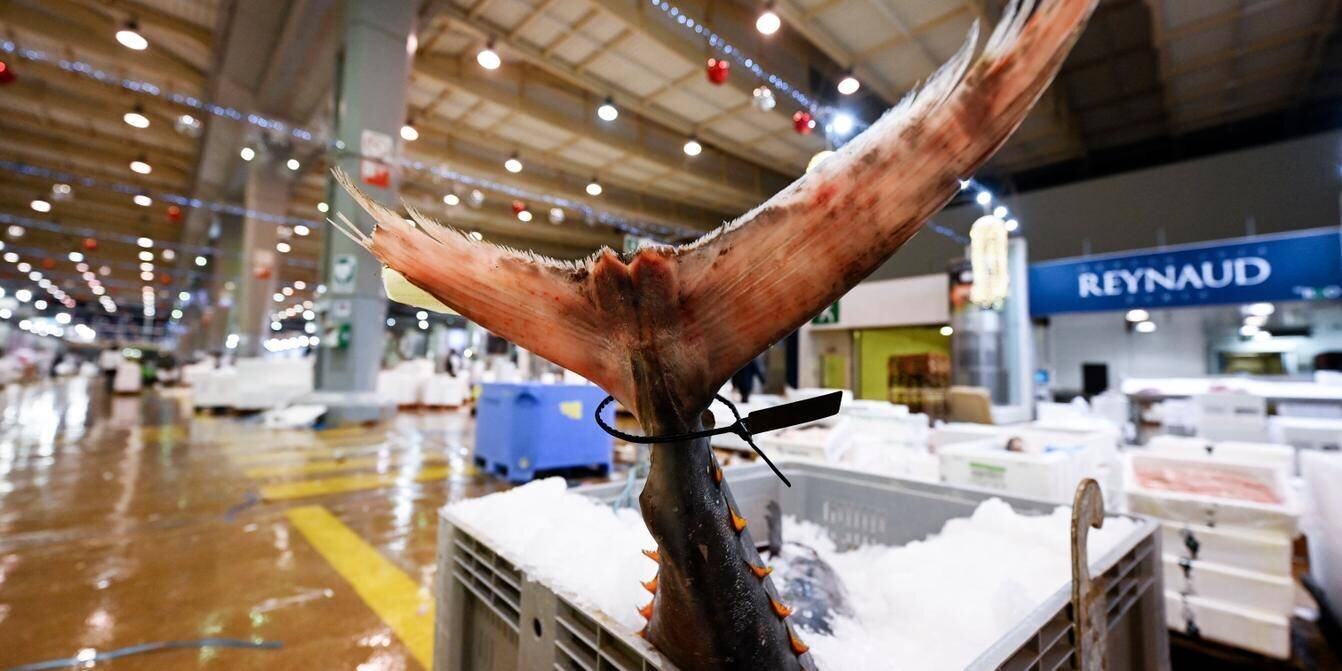 Cantines scolaires et mesures contre le mercure dans le thon