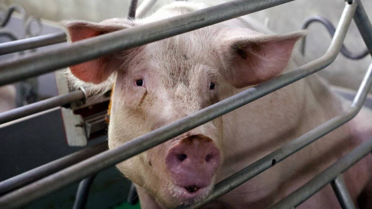 Vidéos dénonçant des dysfonctionnements dans l’abattage