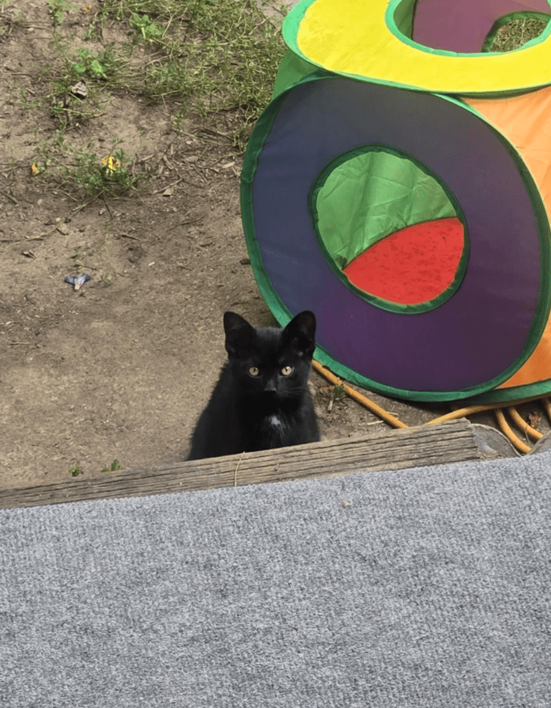 Trois chatons observant le jardin