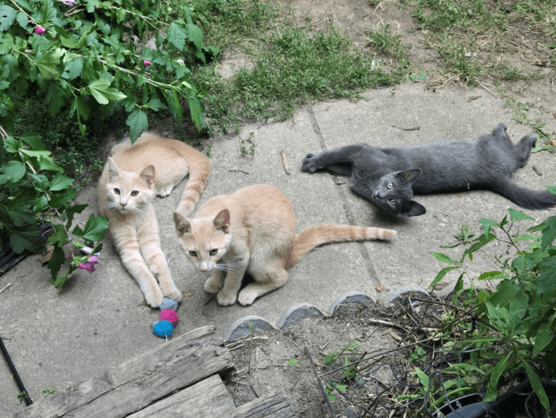 Chaton gris et frÚres prÚs de la véranda