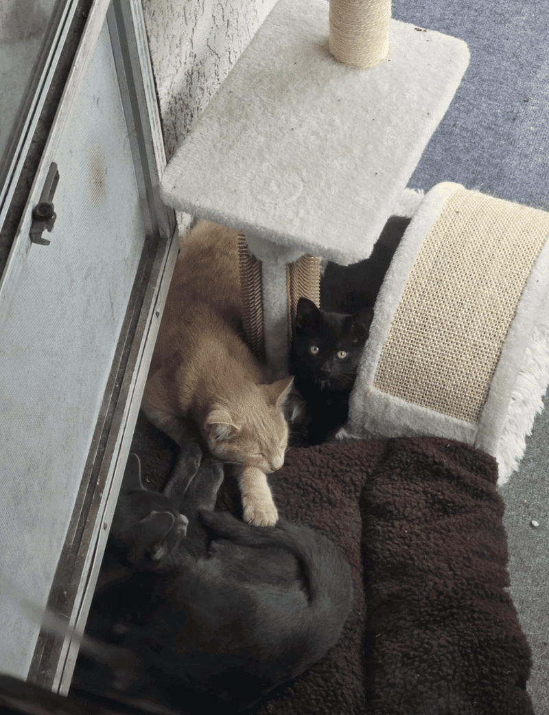 Chaton noir mangeant de la nourriture humide