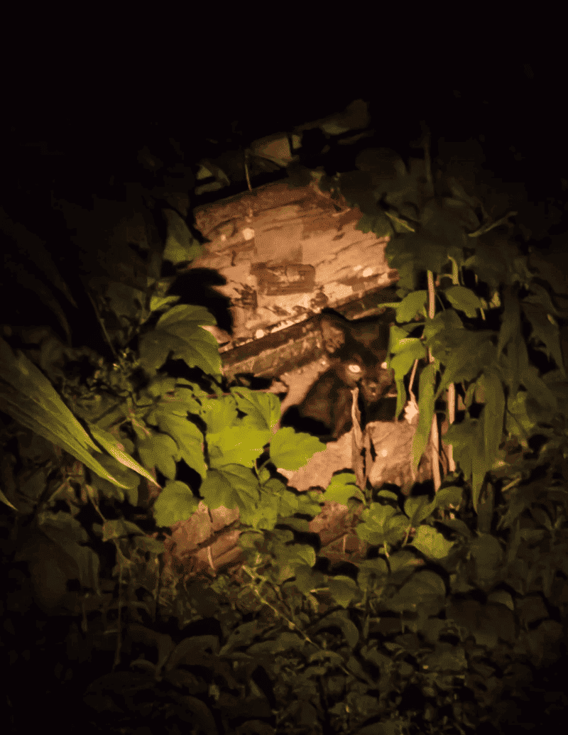 Quatre chatons blottis sur la véranda