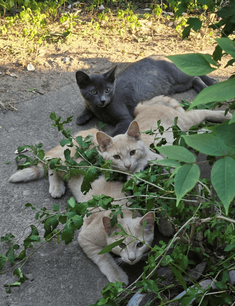 Chatons soignés et nourris dans le jardin