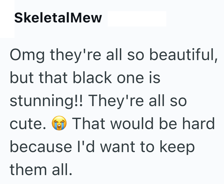 Chaton noir prĂšs des frĂšres roux et gris