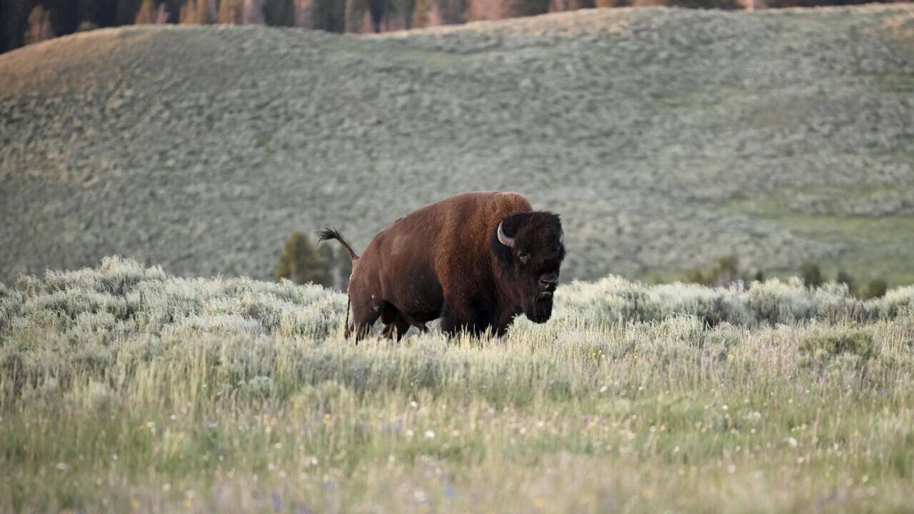 Bison paissant dans le parc de Yellowstone