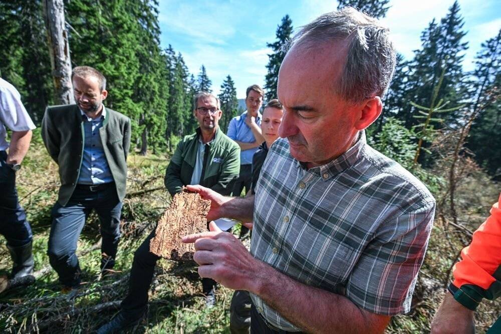 Aiwanger inspecte une écorce d'épicéa