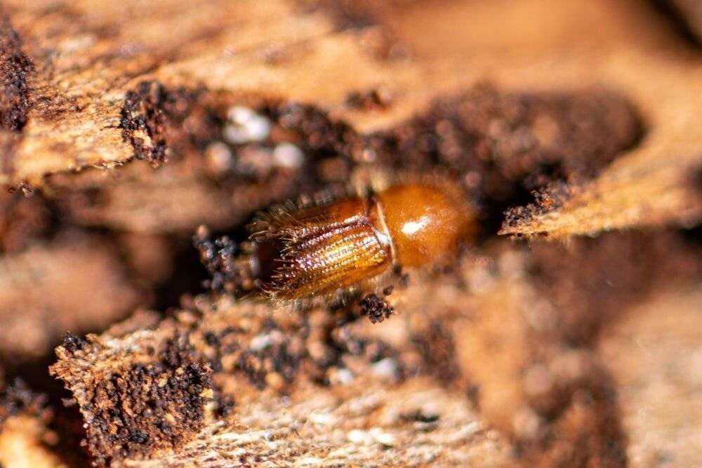 Borkenkäfer sur écorce d'épicéa