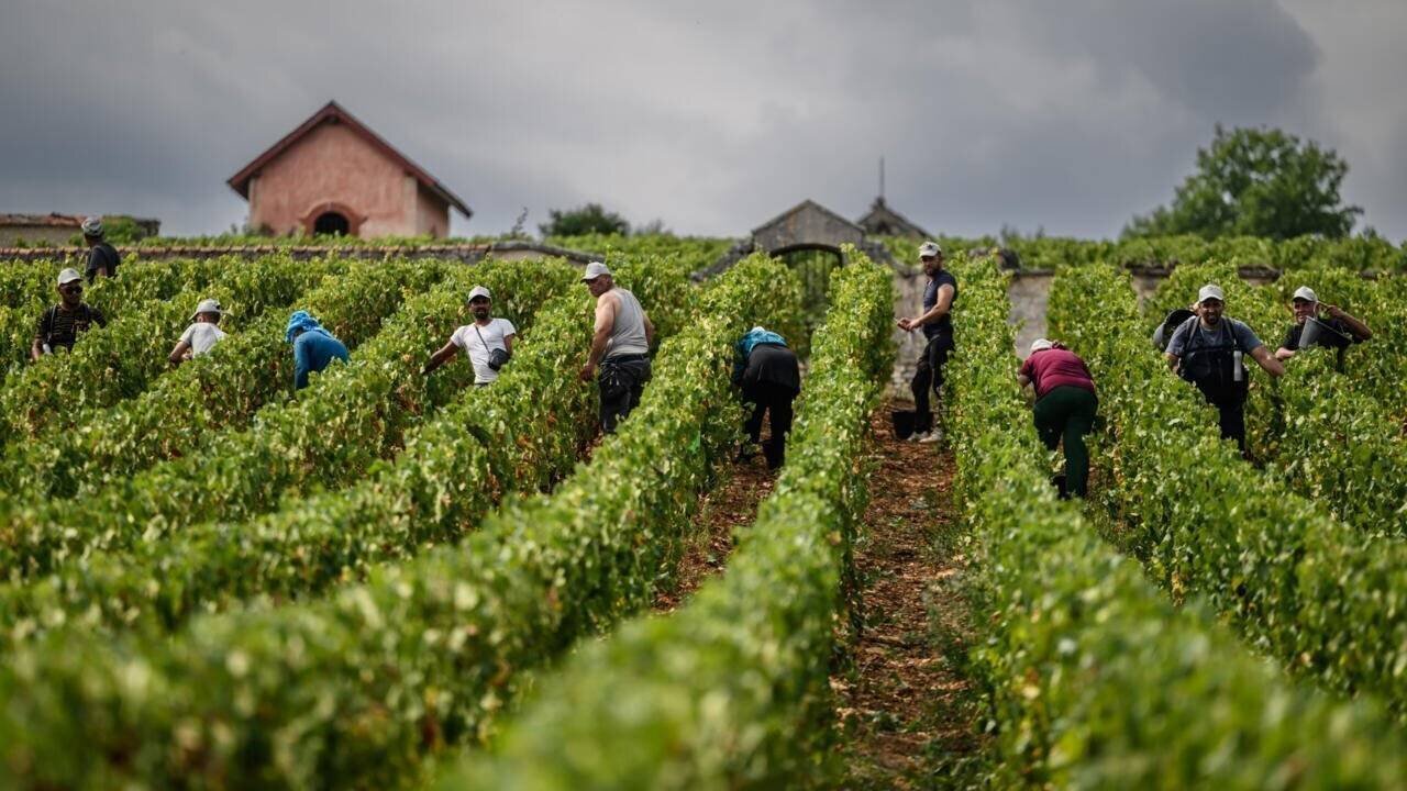 Vendangeurs coupant des grappes desséchées