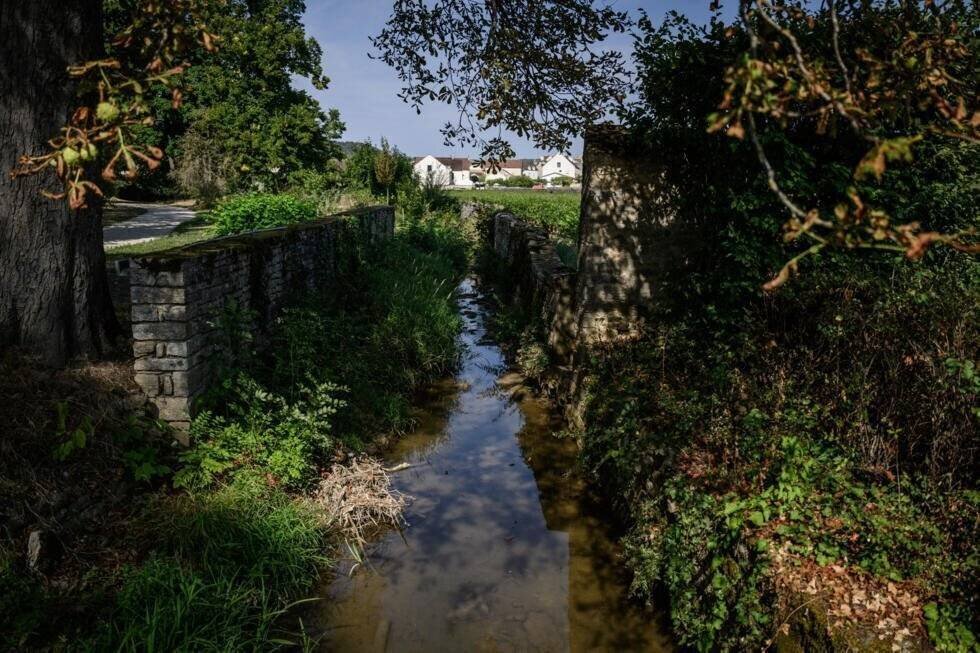Forêt riveraine plantée à proximité des vignes