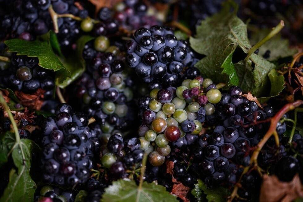 Grappes de raisin pendant les vendanges