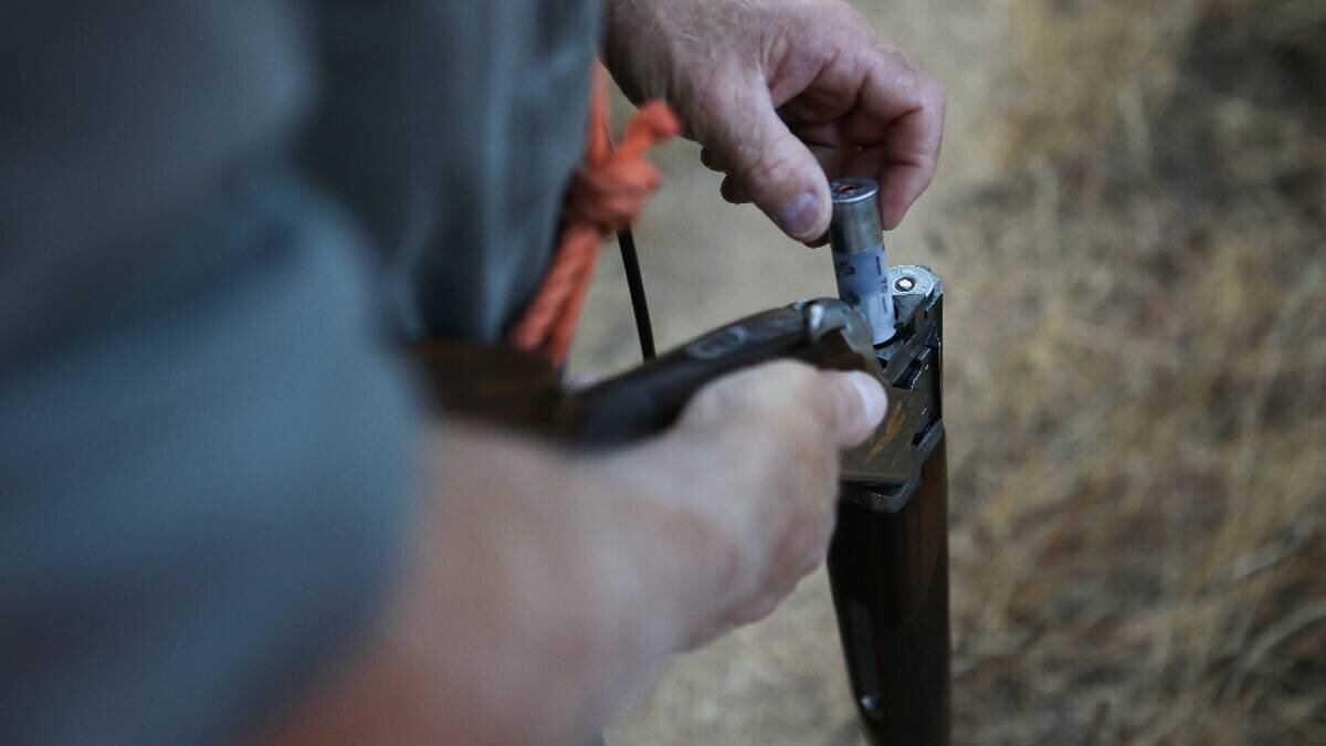 Tourterelle des bois en vol