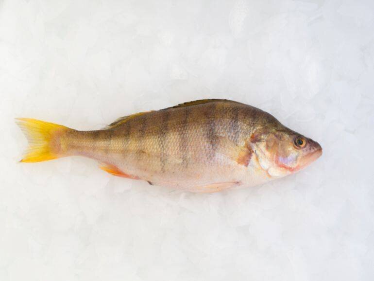 Filets de poisson Frøh préparés