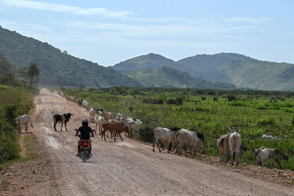 Vue d'une route au Guyana près de Linden et Lethem