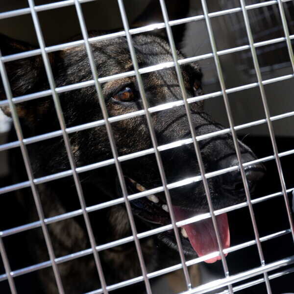 La SPA annonce 14% d’animaux en plus cet été