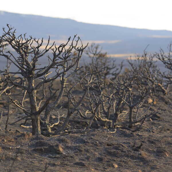 Chaleur et incendies en Espagne et au Portugal