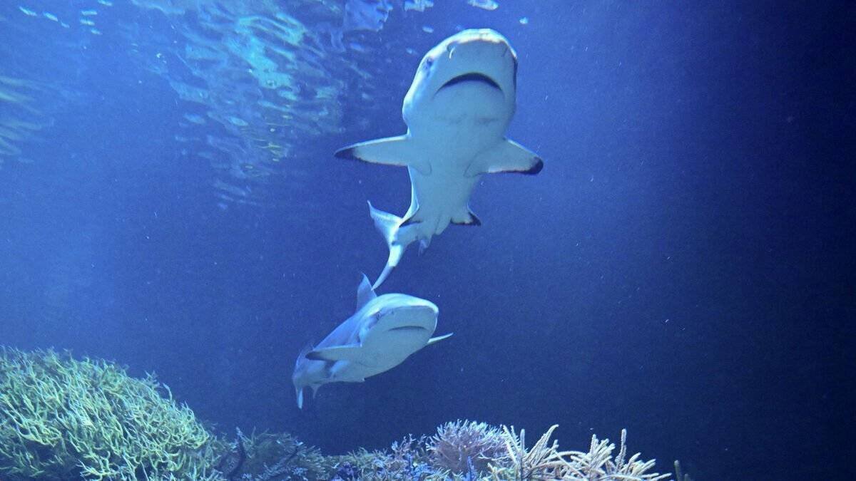 Rose, fillette de 10 ans, sauve son frère d