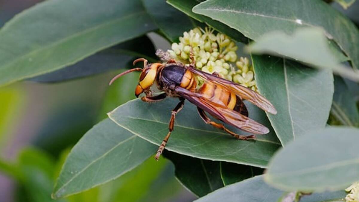 Destruction de nids de frelons asiatiques (image d'illustration)