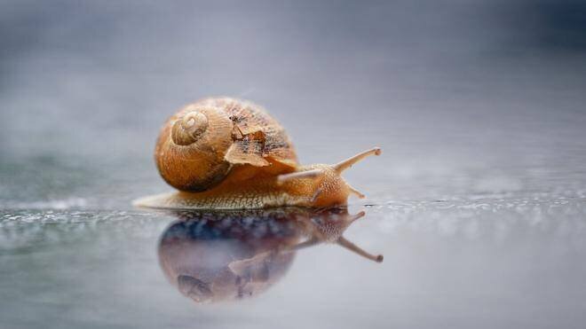 Pluie le long du Rhin et Schwarzwald