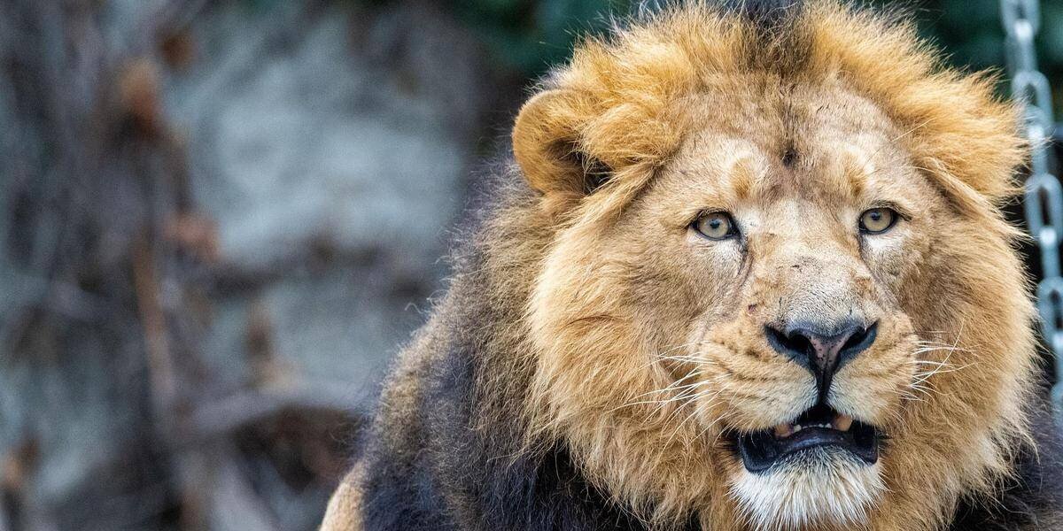 Lion asiatique dans un parc zoologique