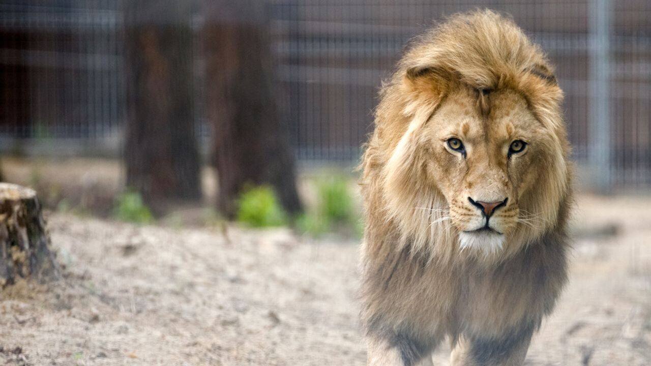 Lion près d’un véhicule dans un zoo