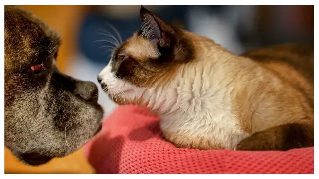 Selon les sondés, les chats montraient des signes de deuil après la perte d'un autre animal domestique, y compris les chiens.