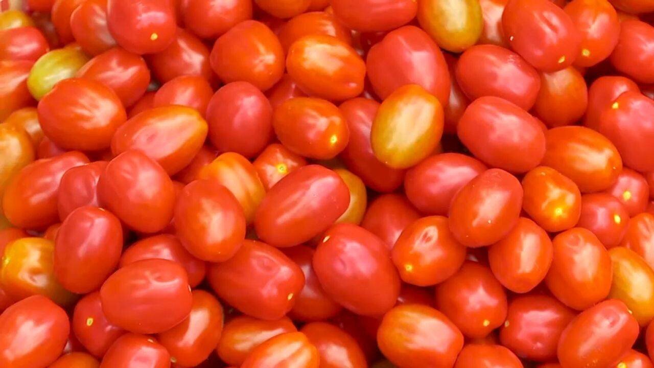 Tomates cerises italiennes, source potentielle de salmonellose