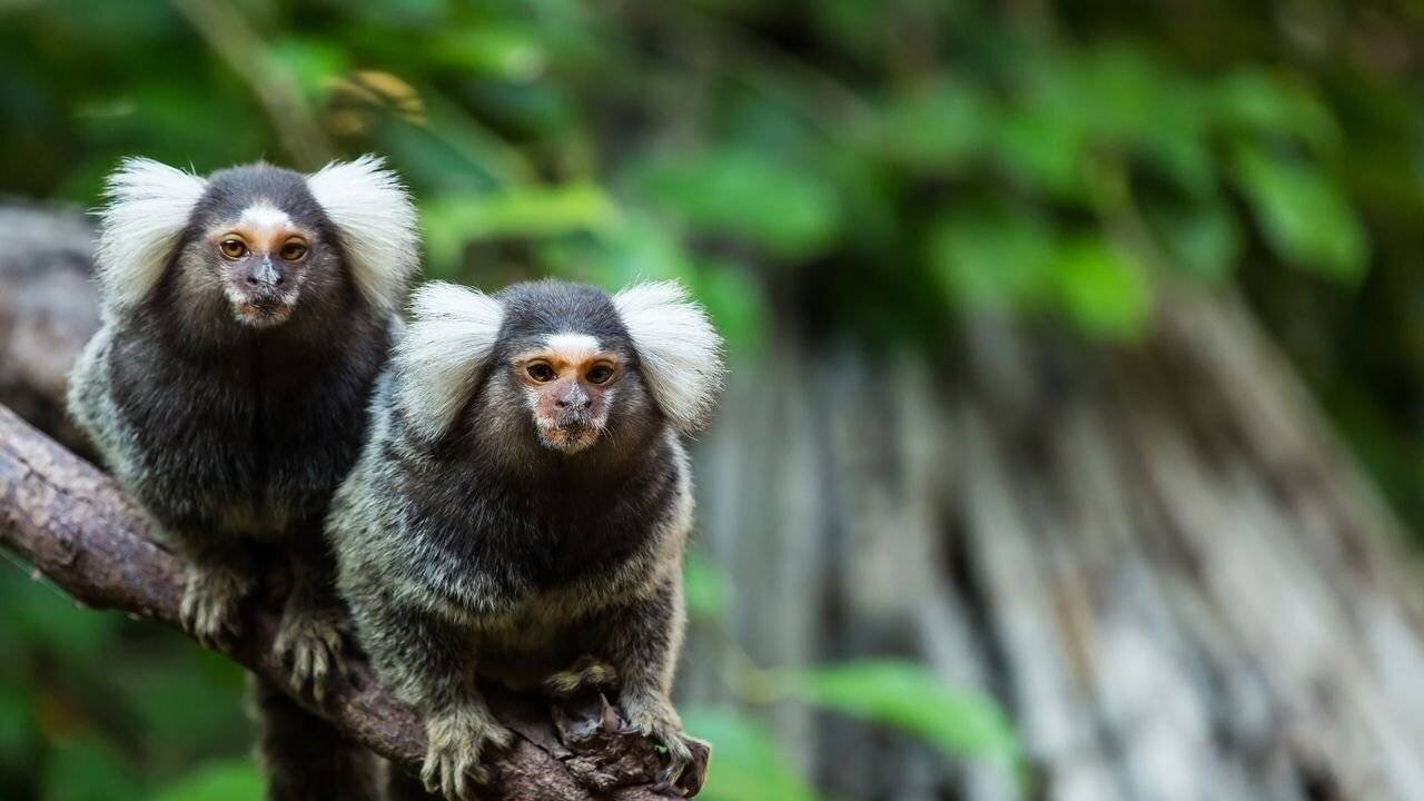 Ouistitis dans le laboratoire SILABE près de Strasbourg