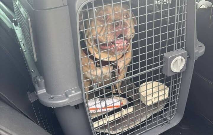 Chien Pako accueilli par le refuge Veeweyde