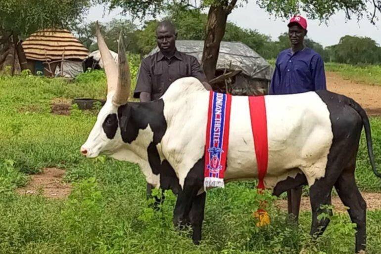 Taureaux ornés destinés à une dot matrimoniale