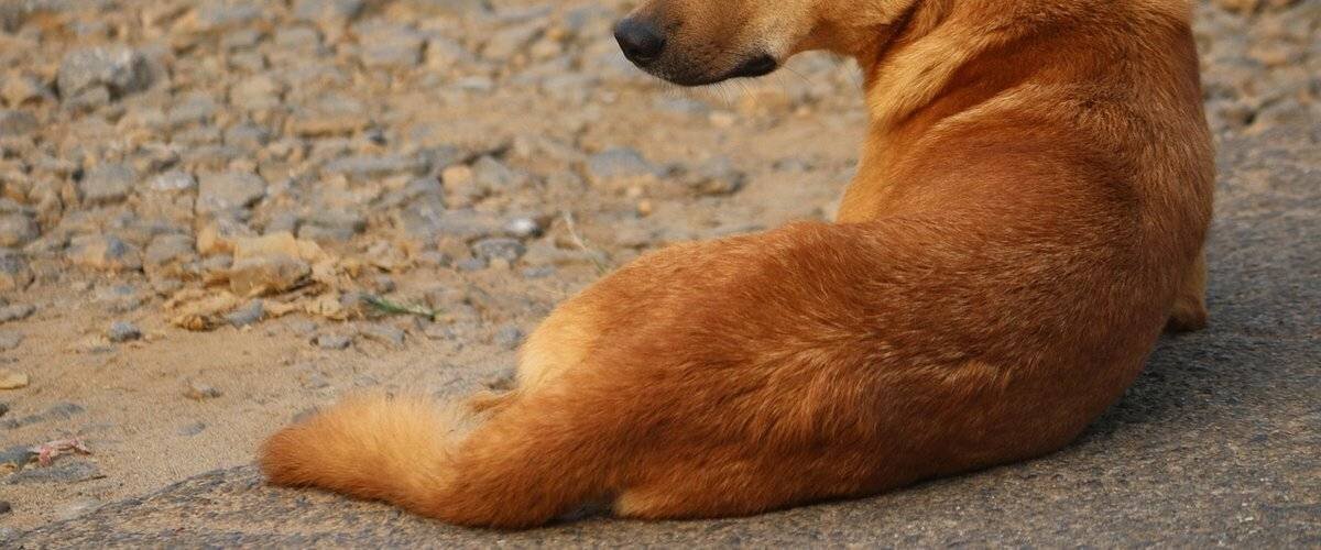 Intervention des secours à Milhaud