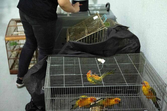 Des oiseaux dans une cage avant un contrôle effectué par des vétérinaires brésiliens et des experts de la police scientifique à Rio de Janeiro, le 16 septembre 2025.